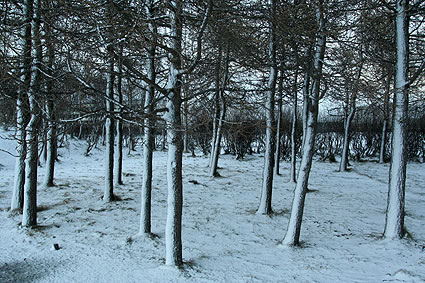 photo : Pascal  Fellonneau