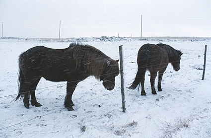 photo : Pascal  Fellonneau